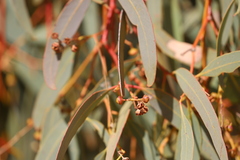 Eucalyptus coolabah