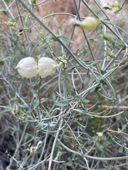 Scutellaria mexicana