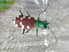 Cicindela coerulea nitida