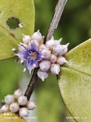 Memecylon pauciflorum