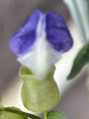 Scutellaria mexicana