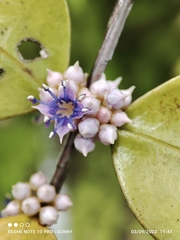 Memecylon pauciflorum