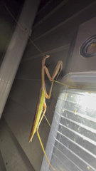 Tenodera angustipennis