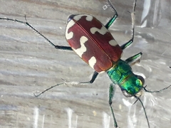 Cicindela coerulea nitida