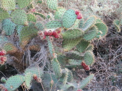 Opuntia littoralis