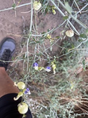 Scutellaria mexicana