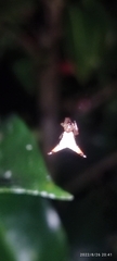Micrathena