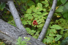 Actaea erythrocarpa