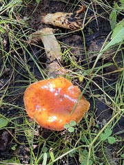 Amanita muscaria