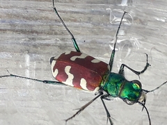 Cicindela coerulea nitida
