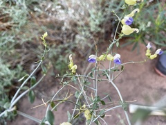 Scutellaria mexicana