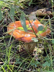 Amanita muscaria