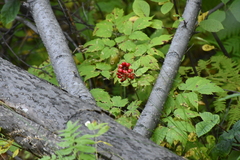 Actaea erythrocarpa