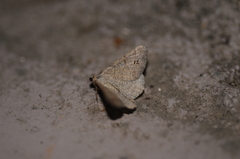 Digrammia muscariata