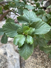 Frangula californica