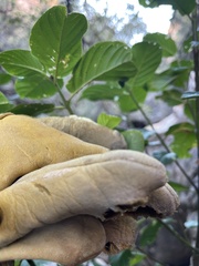 Frangula californica