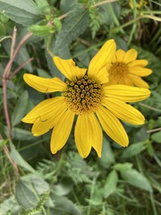 Heliopsis