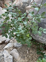 Frangula californica