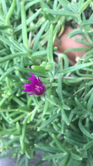 Caryophyllales