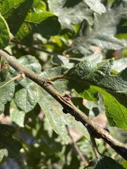 Disholcaspis mellifica