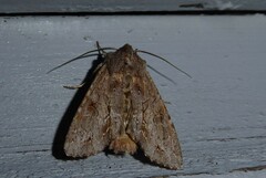 Ichneutica ustistriga