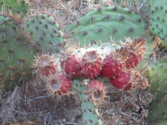 Opuntia littoralis
