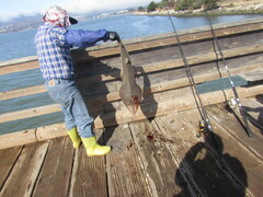 Pseudobatos productus