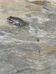 Pseudacris hypochondriaca