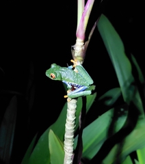 Agalychnis callidryas