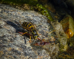 Vespula alascensis