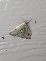 Macrochilo orciferalis