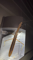 Tenodera angustipennis