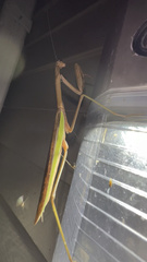 Tenodera angustipennis
