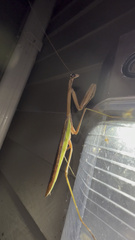 Tenodera angustipennis
