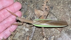 Tenodera angustipennis