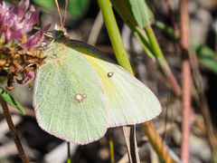 Colias christina