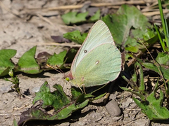 Colias christina