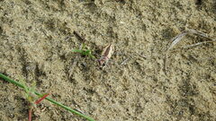 Cicindela limbata nympha
