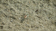 Cicindela limbata nympha