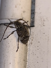 Astyleiopus variegatus