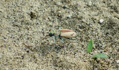 Cicindela limbata nympha