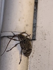 Astyleiopus variegatus