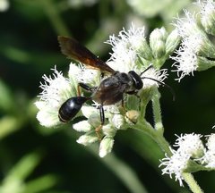 Isodontia auripes