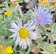 Erigeron divergens