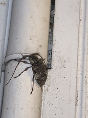 Astyleiopus variegatus