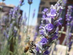 Apis mellifera