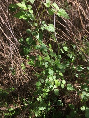 Rubus parvifolius