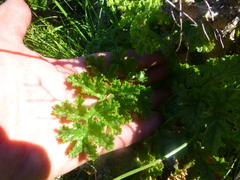Pelargonium carnosum carnosum