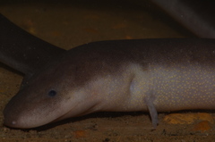 Amphiuma tridactylum