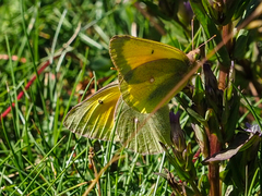 Colias christina